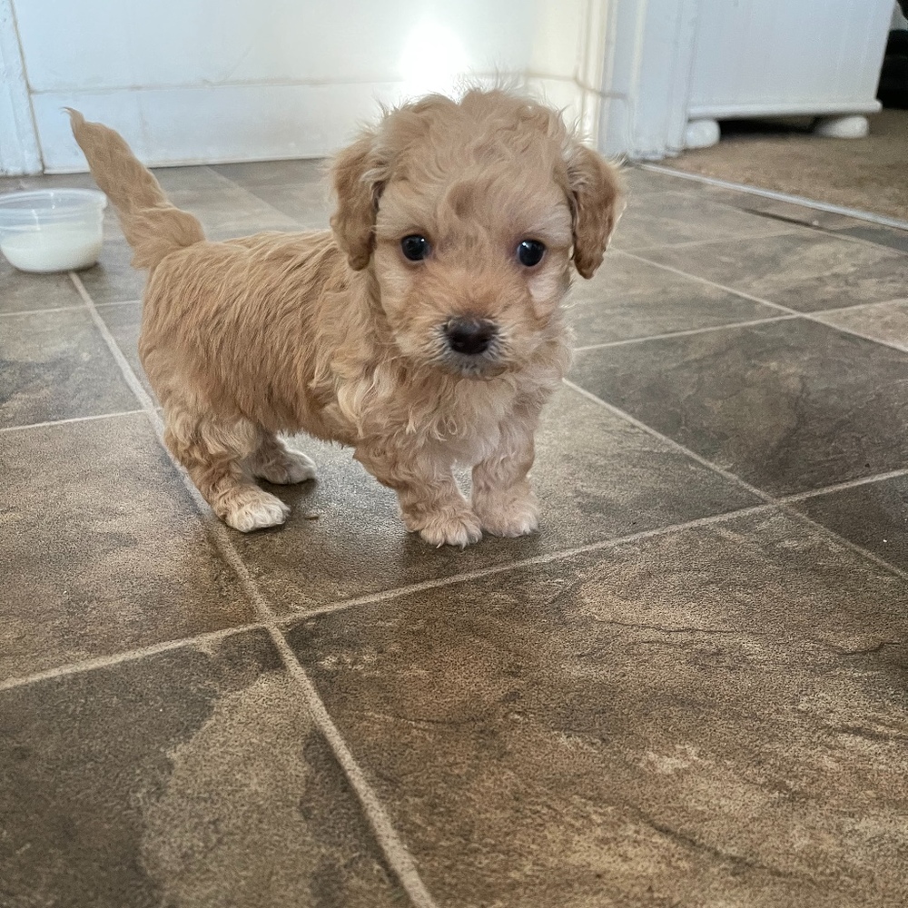 Meet your Posher, ercy